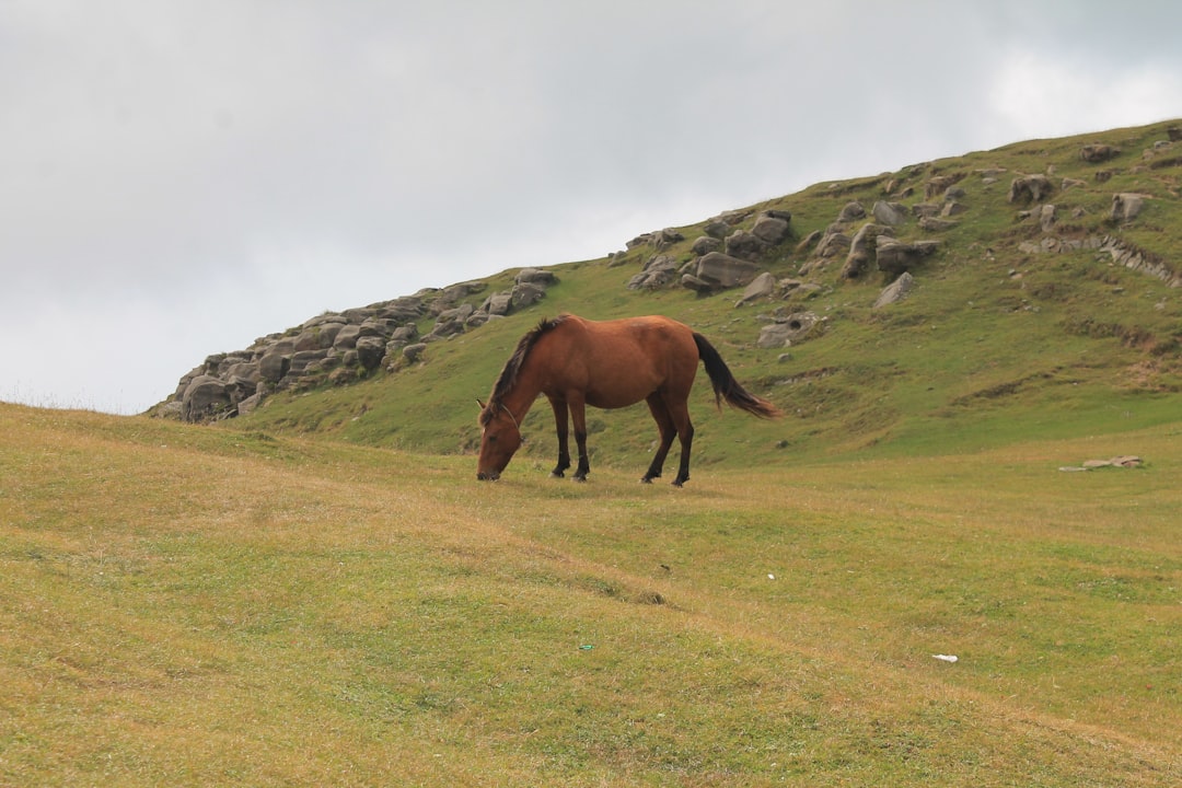 De bijzondere status van het paard als edel dier